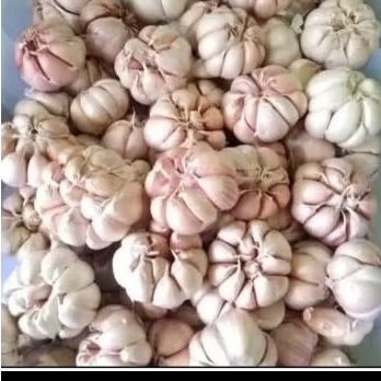 

Bawang putih 50 gr