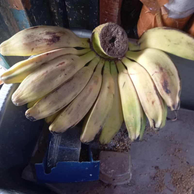 

pisang kepok super.matang/2hari matang