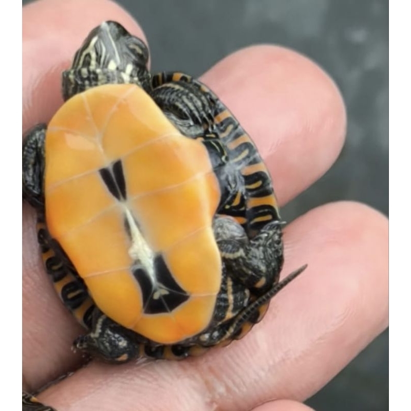 picta-picta turtle