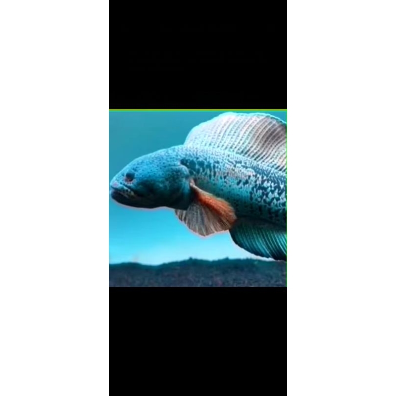 

baby barca cb sortiran ukuran 3+4cm