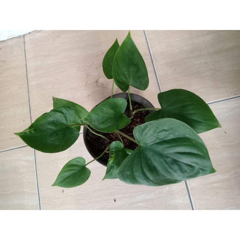 tanaman hias homalomena mini