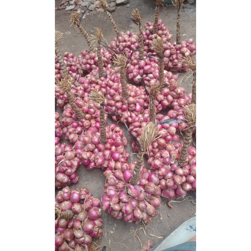 

bawang merah Probolinggo local 500 gram gantung