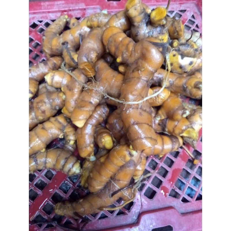 

TEMURIMPANG