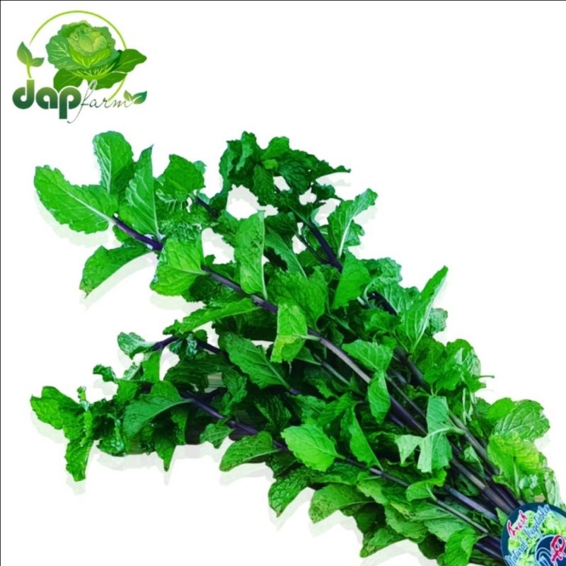 

Daun Mint/ Peppermint/ DAP Farm/ Sayur Segar Jakarta