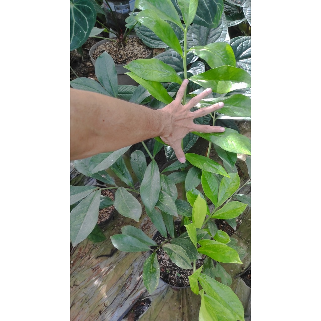 Tanaman Zamia Variegata Besar / Zamio / Zamia Klasik / Zamia Varigata - Tanaman Hias Zamia