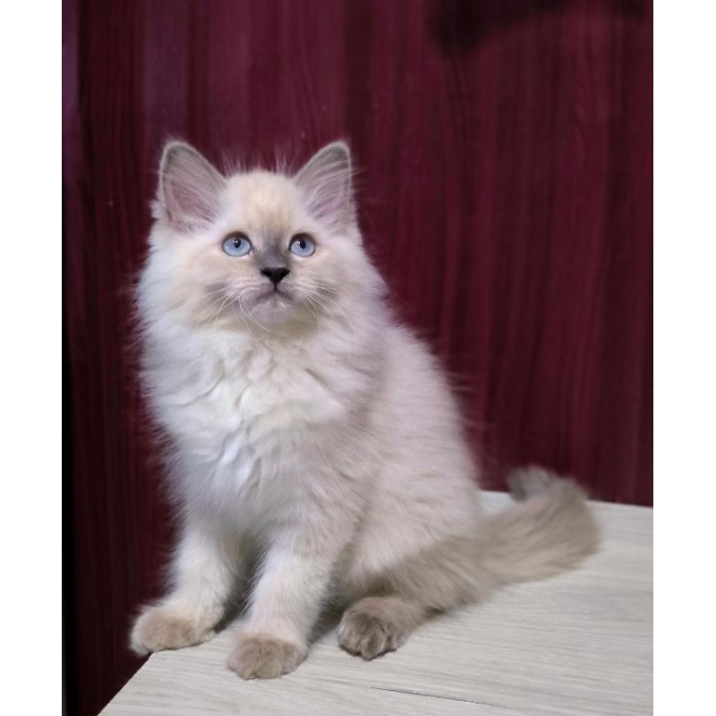 Kucing Persia Anggora Himalaya Ragdoll Kitten Anak Kucing