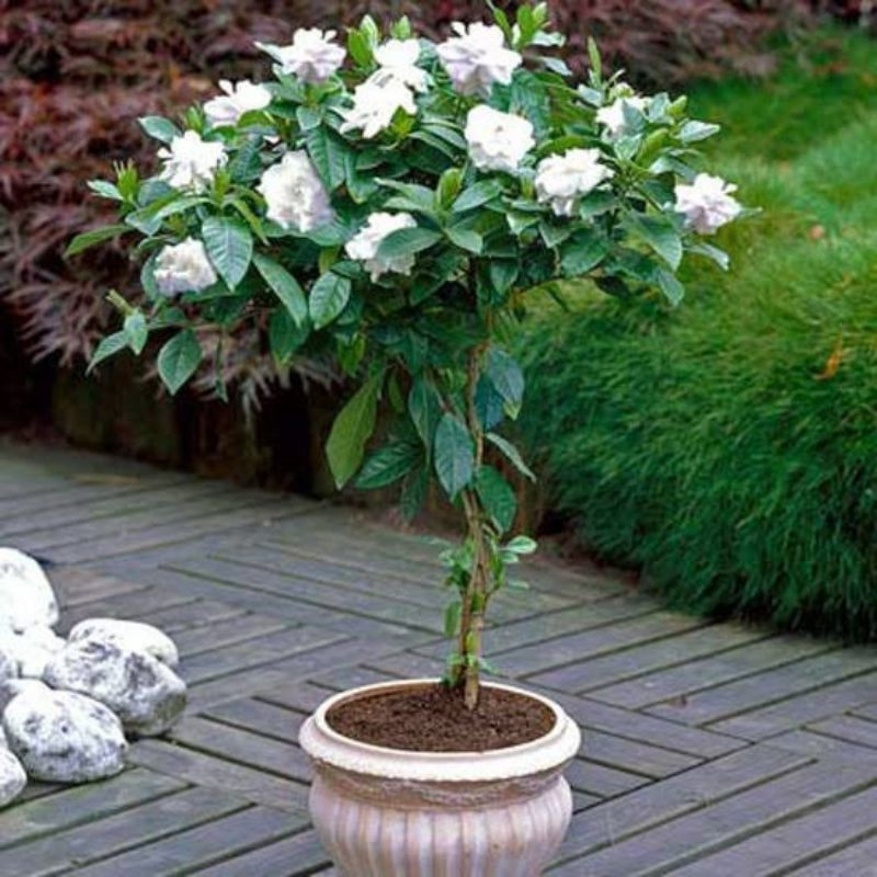 Bunga Kaca Piring,Melati kaca piring,Bibit Bunga kaca piring