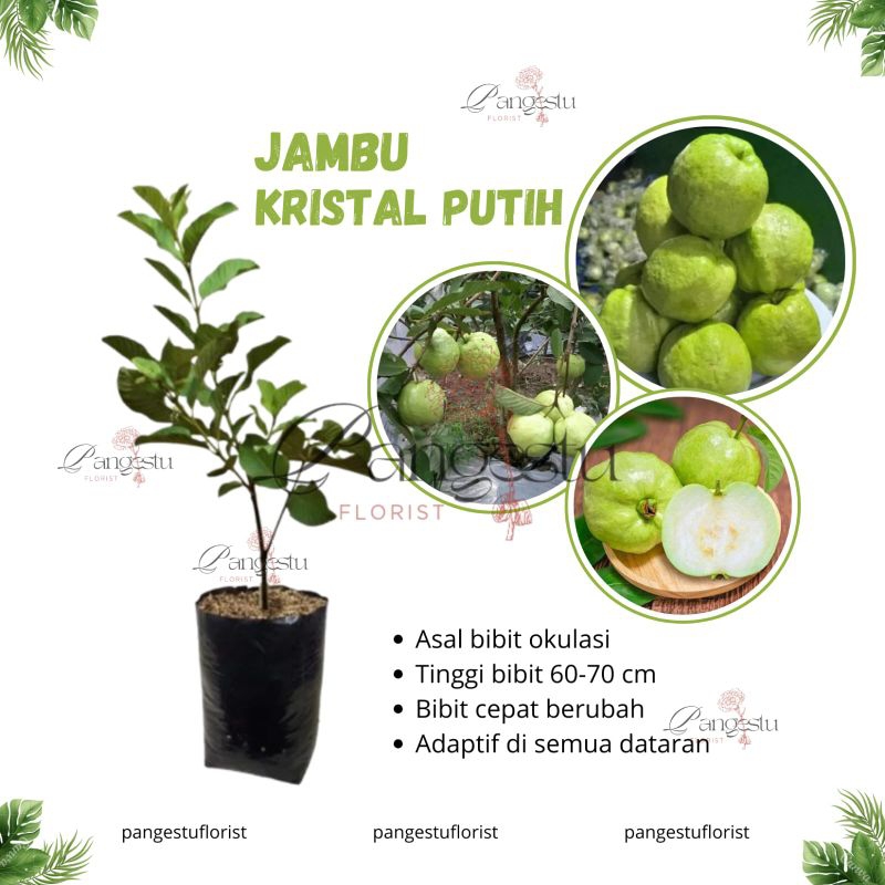 

Bibit Buah Jambu Kristal Putih Tanpa Biji