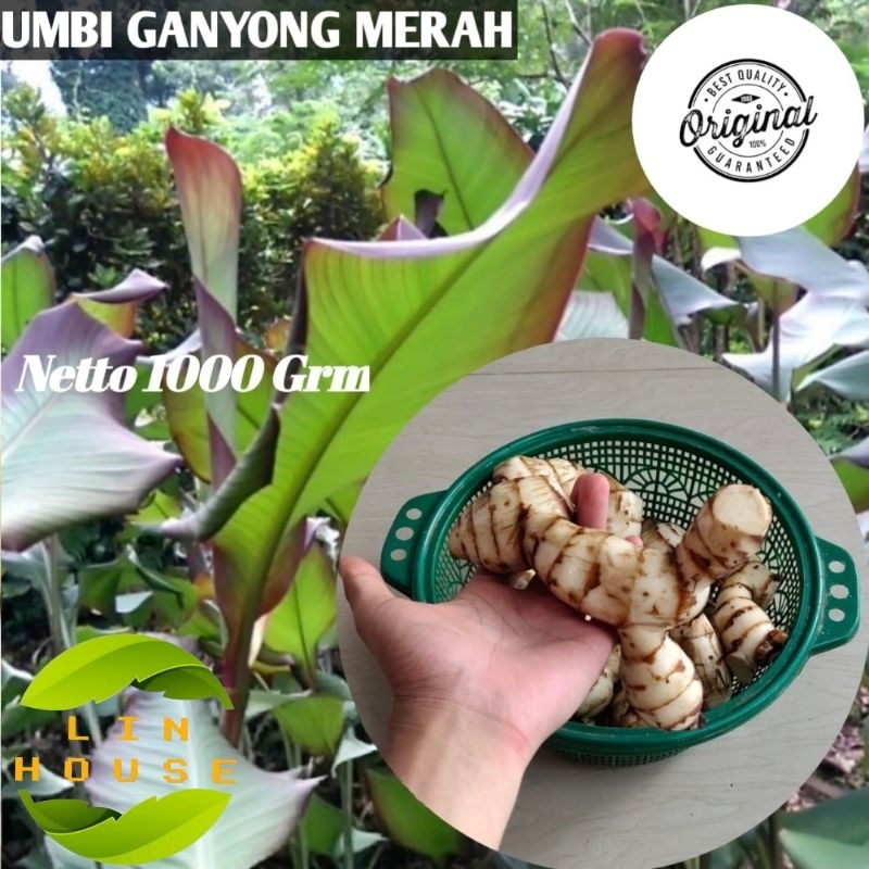 

Umbi Ganyong Merah Umbi Ganyol Organik Umbi Sayuran 1 kg