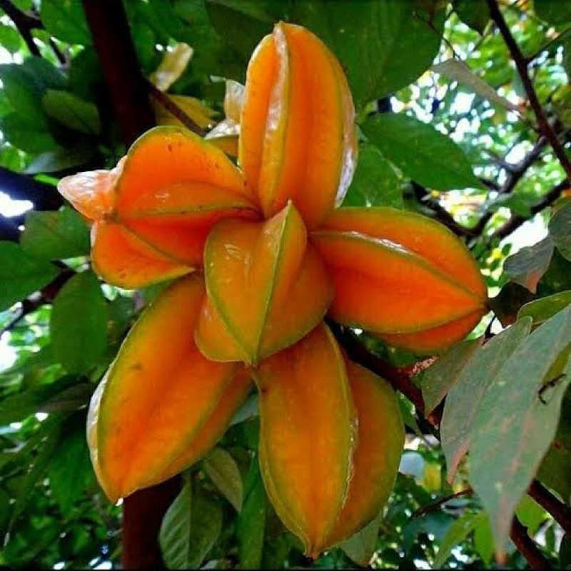 

Bibit Tanaman blimbing madu manis