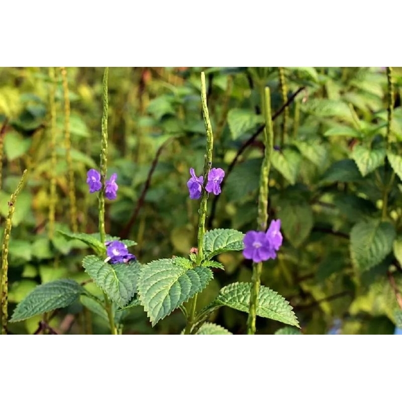 

daun pecut kuda (Stachytarpheta jamaicensis L) 250g