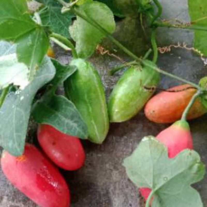 

500 gram buah segar timun Padang
