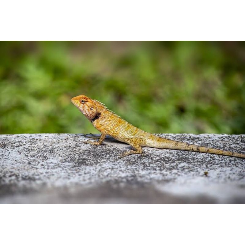 mainan bunglon taman calotes versicolor asli