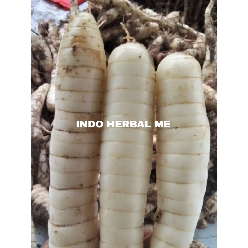 

umbi garut segar 1 kg stock banyak selalu ready obat asam lambung bisa COD