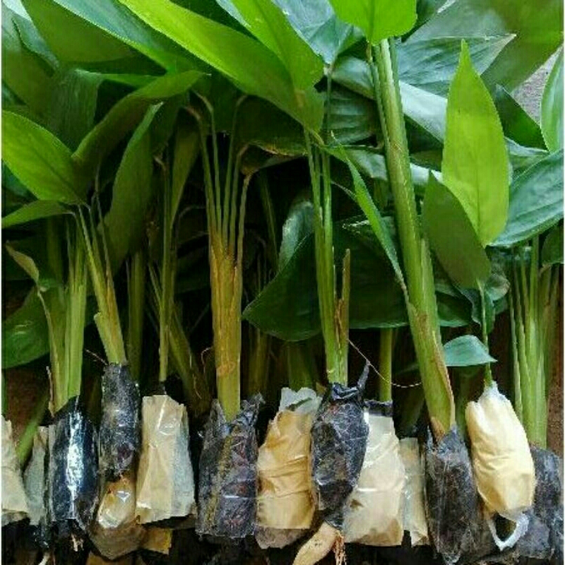 

binih terigu harga muarah