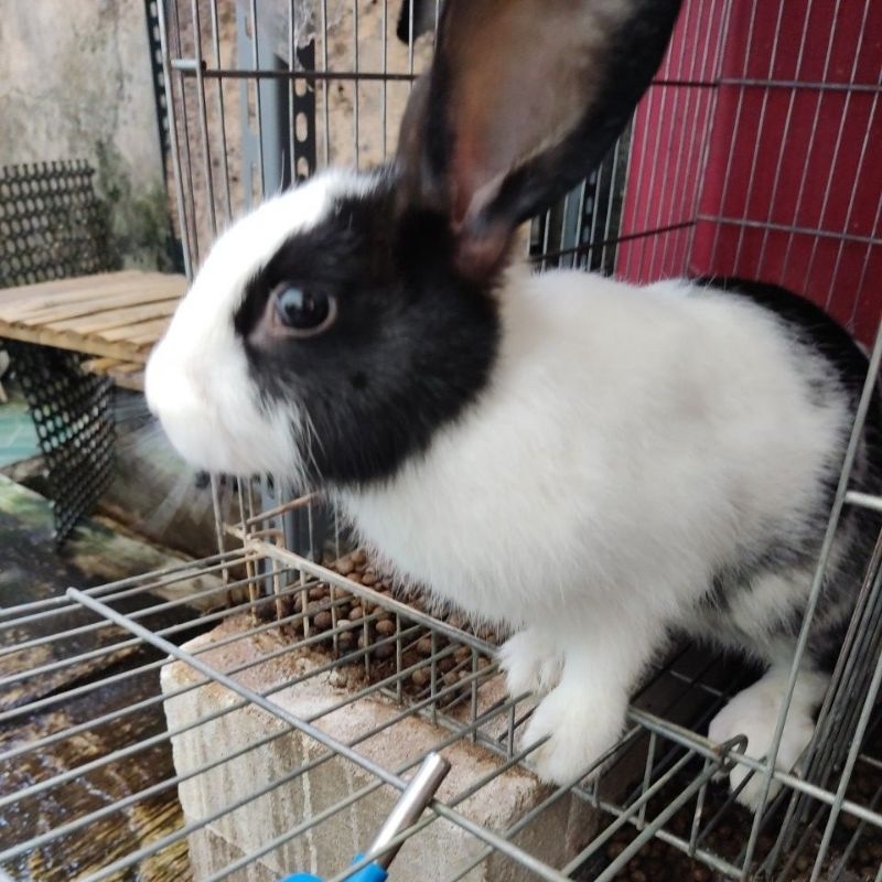 Kelinci Lokal motif DUTCH (Sepasang) umur 3 bln sudah besar