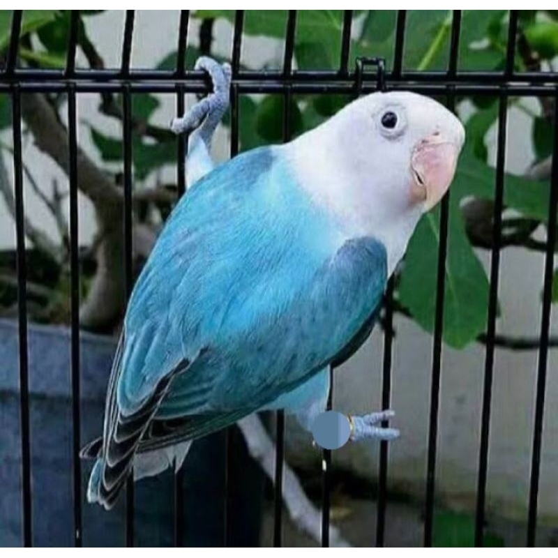 Lovebird Jenis Biru Mangsi / Lovebird Jenis Josan / Instan Lovebird Jenis Biru Mangsi / Instan Loveb