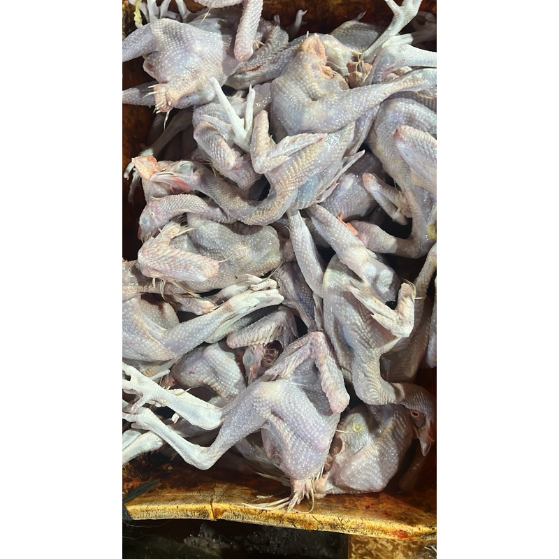 

ayam pejantan fresh uk 0.8-0.9