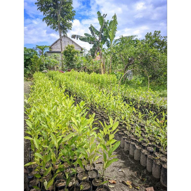 

Pohon bibit jeruk, bibit jeruk nipis, bibit jeruk purut tanaman unggul