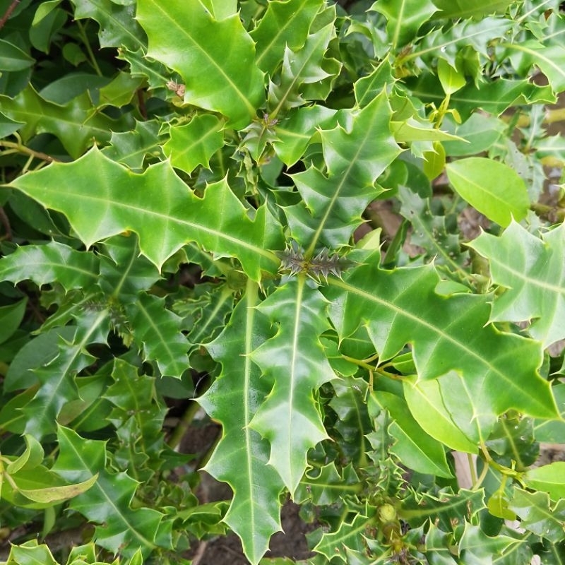 

Daun Druju l Daun Jeruju Segar