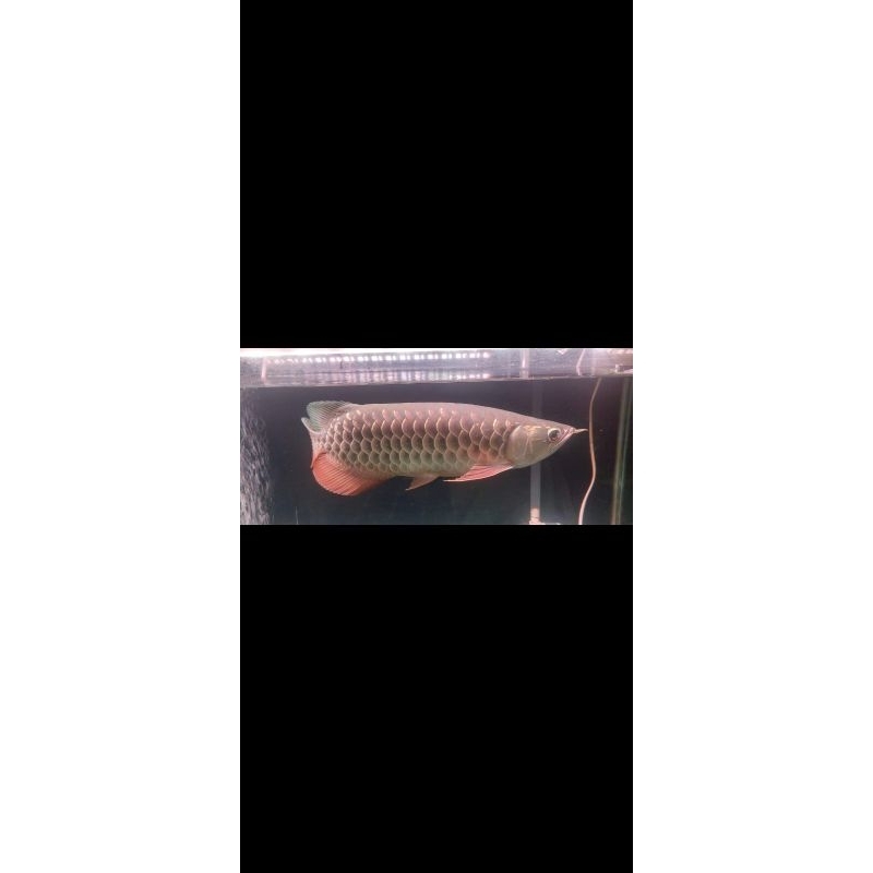 ikan golden red bluebase 45/50 cm chip tanam
