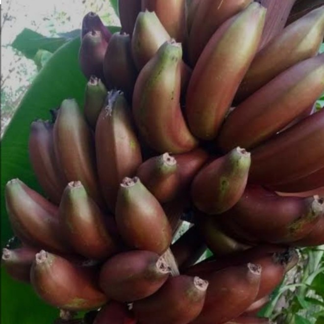 Bibit pisang kidang/ merah
