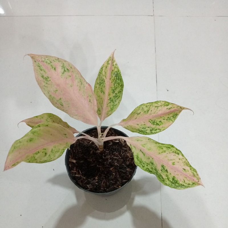 AGLONEMa red mayang
