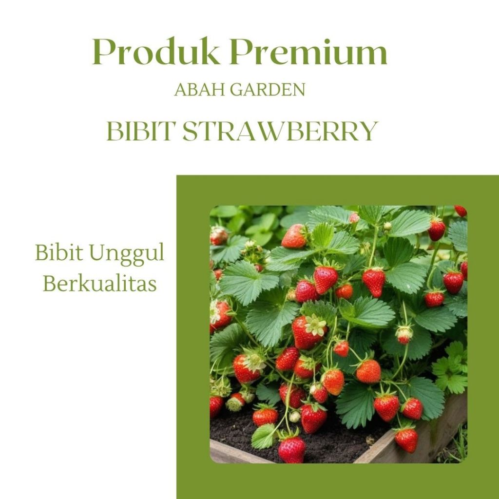 Benih Strawberry Bibit Benih Buah Strawberry Daratan Rendah Benih Unggul