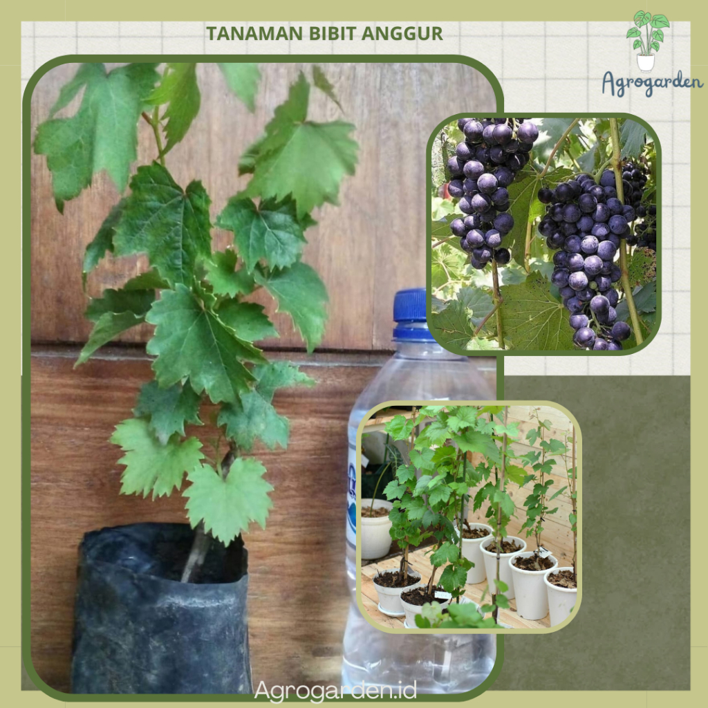 BIBIT ANGGUR HITAM CEPAT BERBUAH - BIBIT ANGGUR HITAM SIAP TANAM (MANIS) - Bibit Anggur Import Hitam