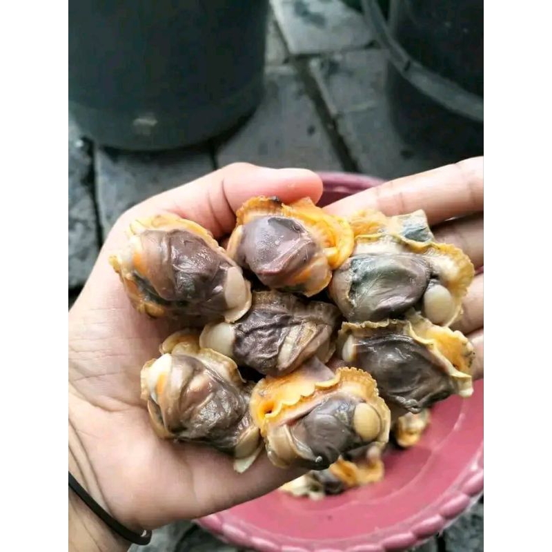 

daging kerang dara kupas kerang bulu kupas segar