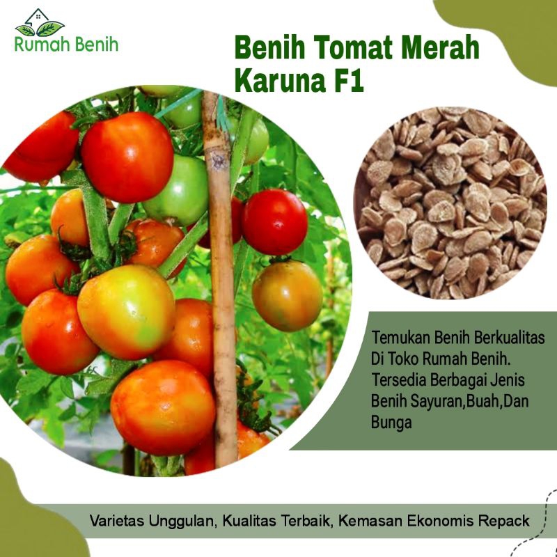 Benih Tomat Merah Karuna F1 / Bibit Benih Tomat Merah / Biji Benih Tomat Karuna / Benih Sayuran Toma