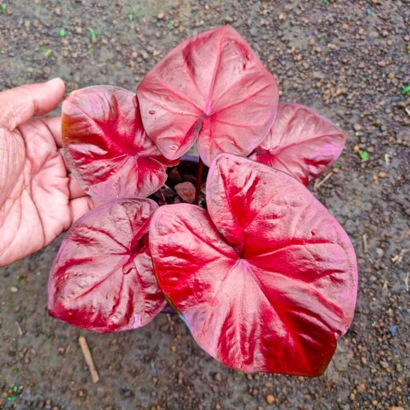 Tanaman Hias Caladium Red Dragon - Keladi Merah Red dragon cantik murah