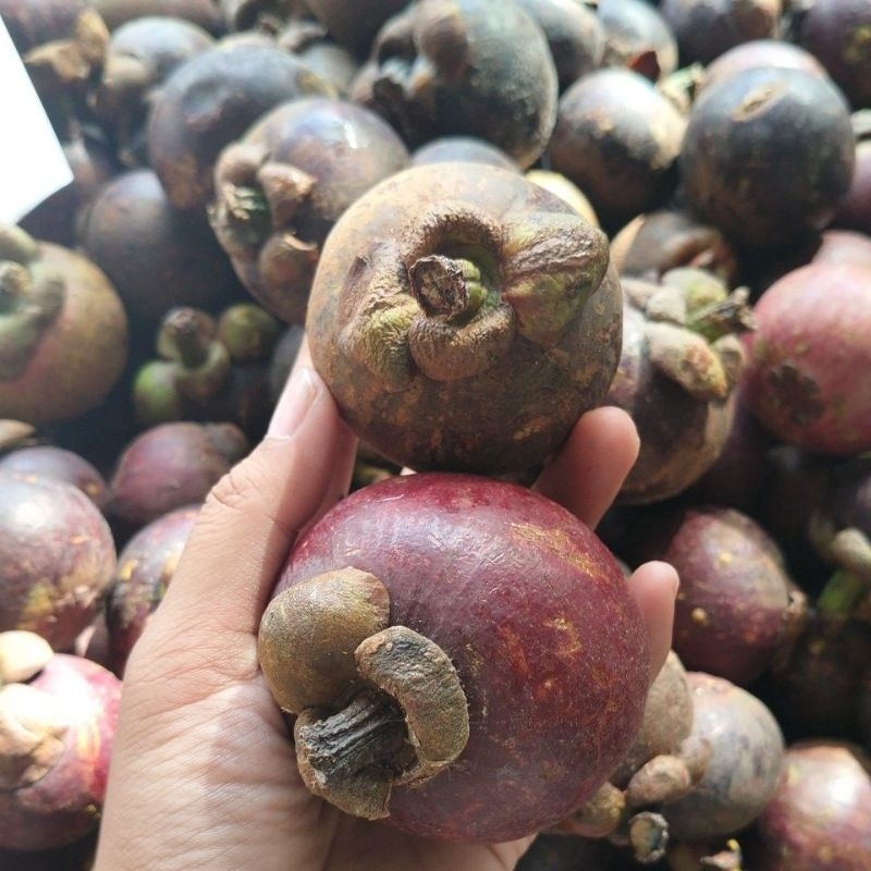 

Manggis 1kg
