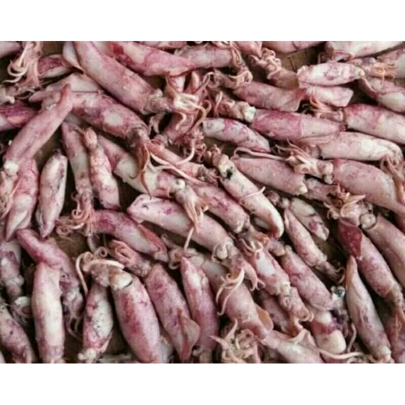 

asin cumi/ cumin Montok/cumi segar