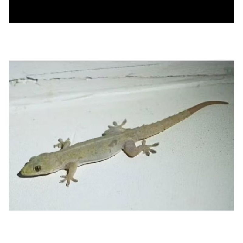 cicak hidup 25 ekor di jamin hidup 100%