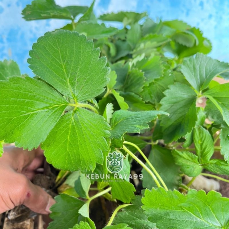 KEBUN RAYA- Bibit Strawberry California Siap Tanam
