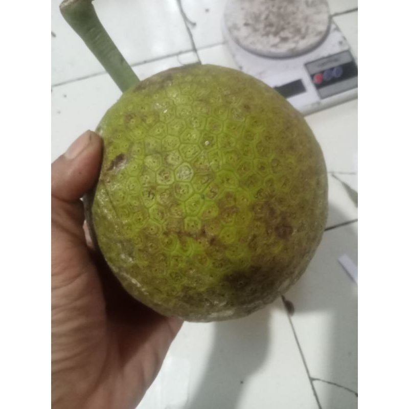 

termurah buah sukun kondisi tua per buah