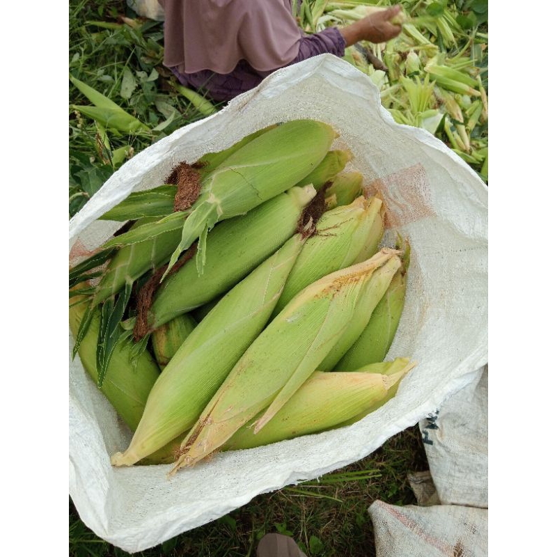 

jagungmanis1kg