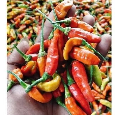 

Cabe Rawit Merah (CRM)1kg