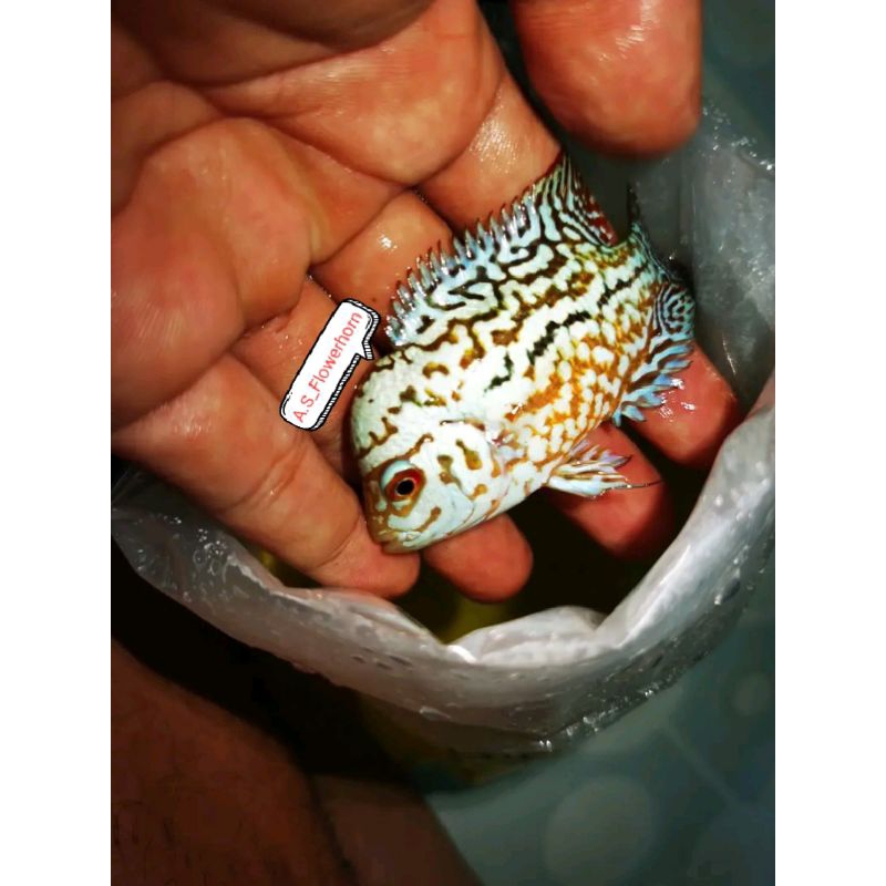 Burayak Louhan Kamfa F2 ByNirun Crosbread Thailand