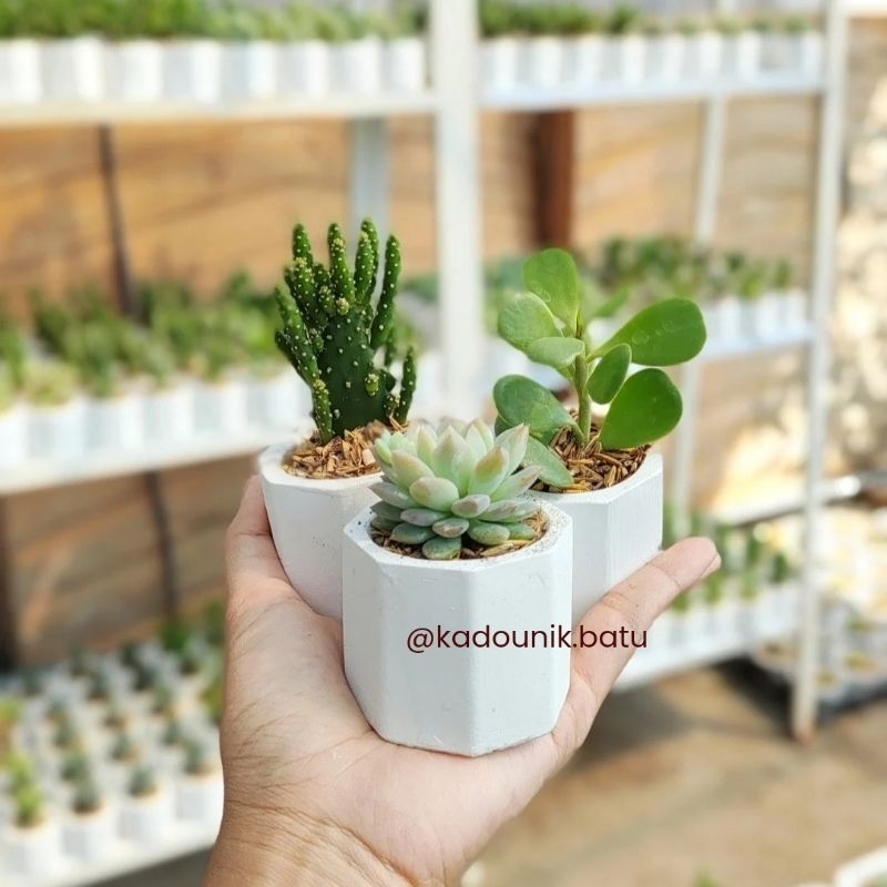 Sukulen & Kaktus Mini Pot Semen Concrete Hexagonal 5,5cm Murah