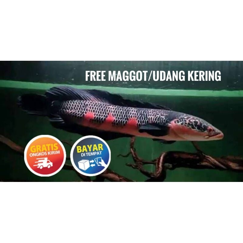 

(seafood) MARU RED BARITO GRADE A+++
