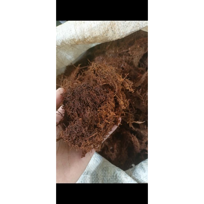 (Kemasan Plastik 5kg/5L) Media Tanam Mos Kadaka/Akar Kadaka/Mos Hitam