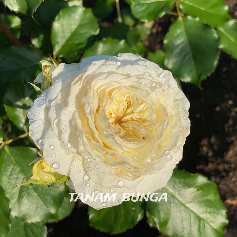 Tanaman Hidup Bunga Mawar Import Patience Berbunga Wangi | Bunga Mawar Hidup Patience