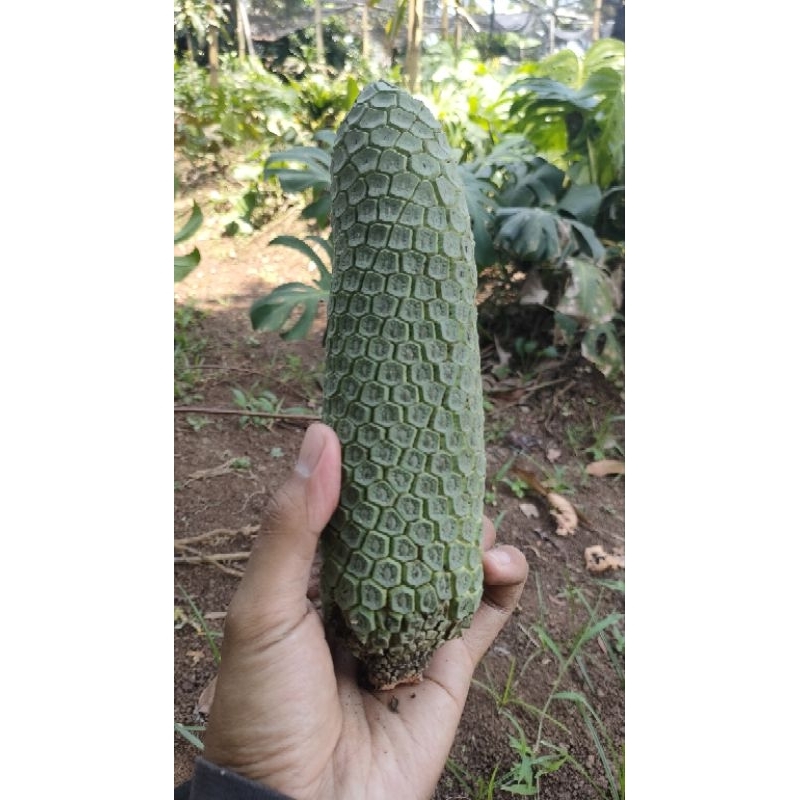 

Buah Monstera Siap Makan