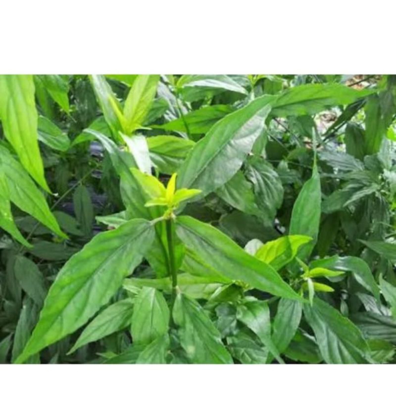 

daun belalai gajah segar/obat herbal pembunuh kanker dan benjolan
