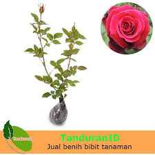 Tanaman Hias Mawar Sudah Berbunga | Bunga rose | Kembang mawar | Mawar
