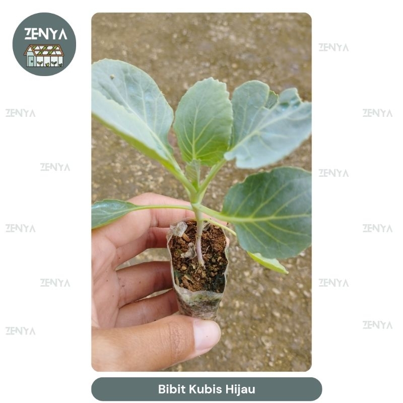 ZENYA_GARDEN Bibit Kubis Hijau Siap Tanam