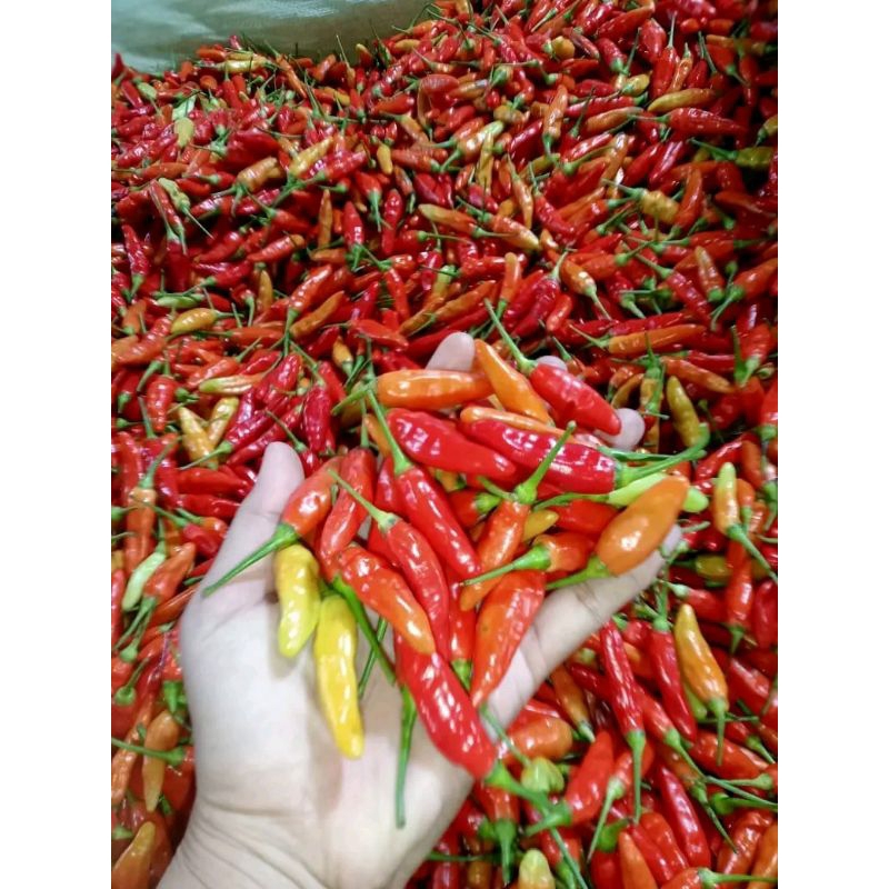

cabe rawit ori pedas/fress