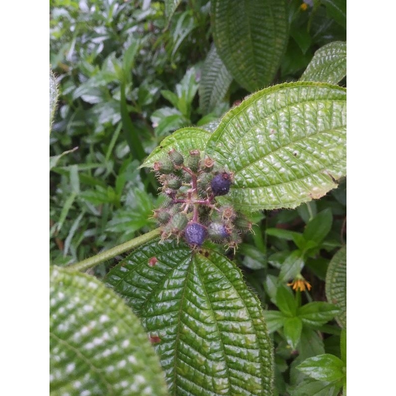 

Buah Harendong Bulu per 100 gr